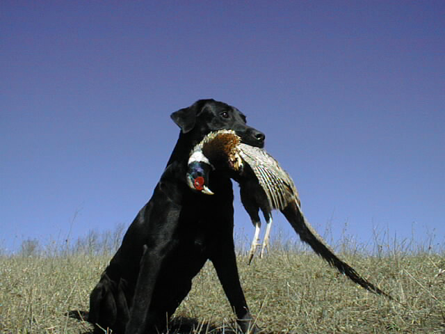 Jack Ammerman with his Hunting Retriever Champion Lazer
