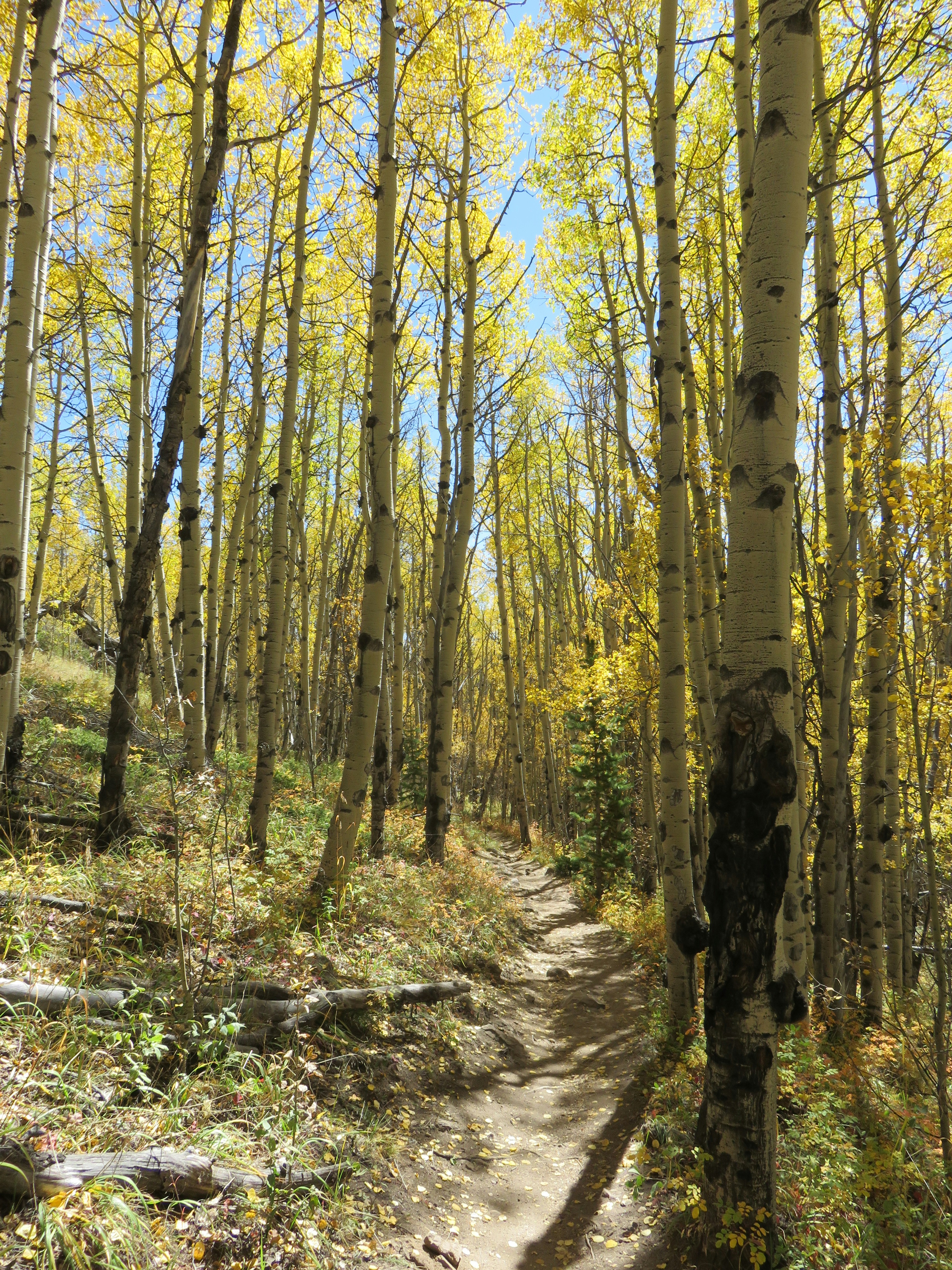 A path winding on the side of a mild hill in the midst of an aspen stand in the fall