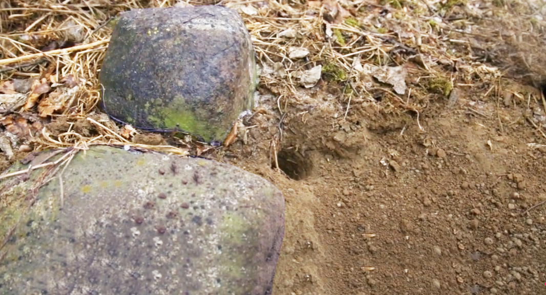 Two rocks form a backstop to a dirt hole trapping set