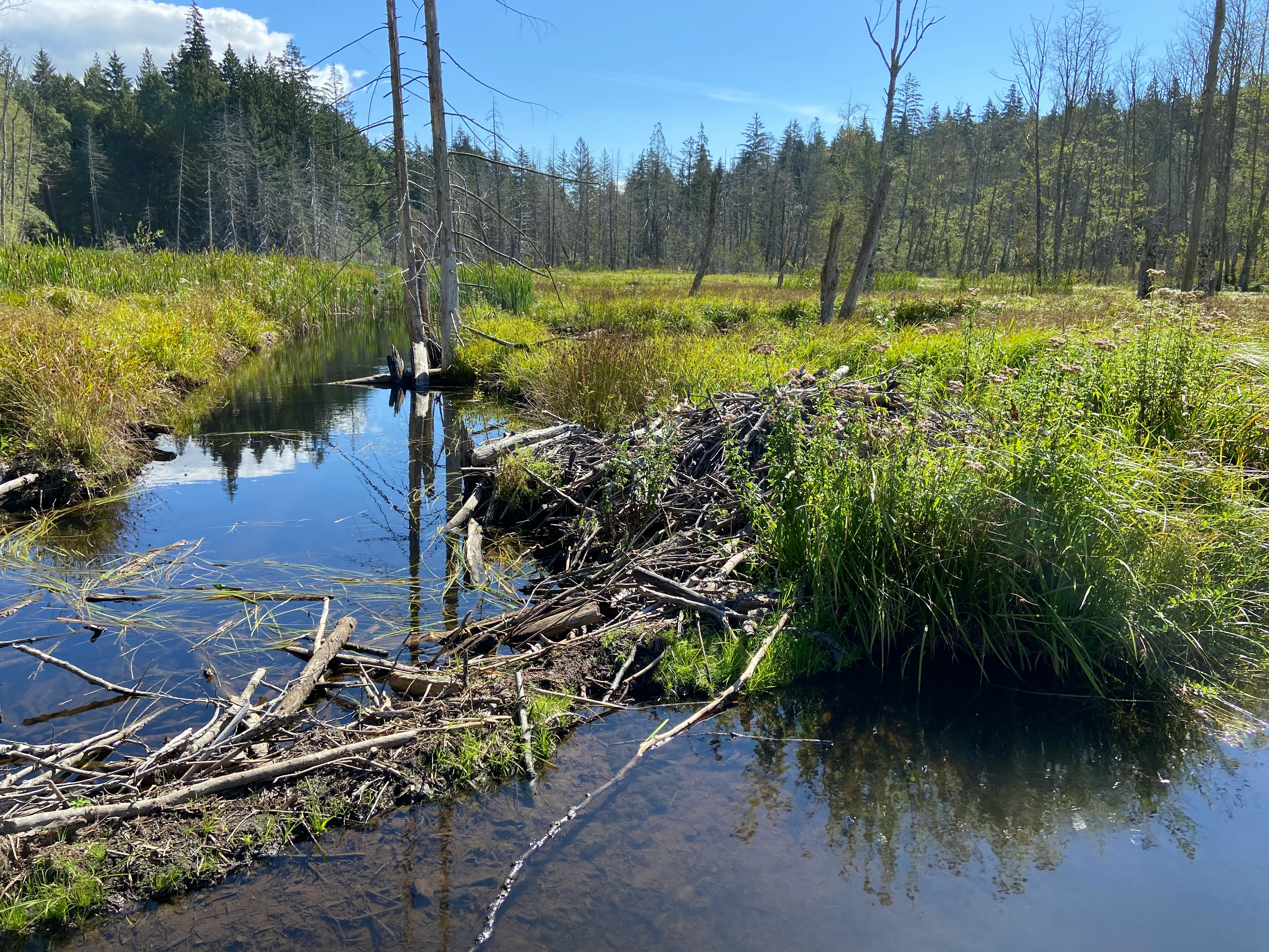 A beaver lodge made of sticks near a small dam that it constructed to raise the water level near the lodge