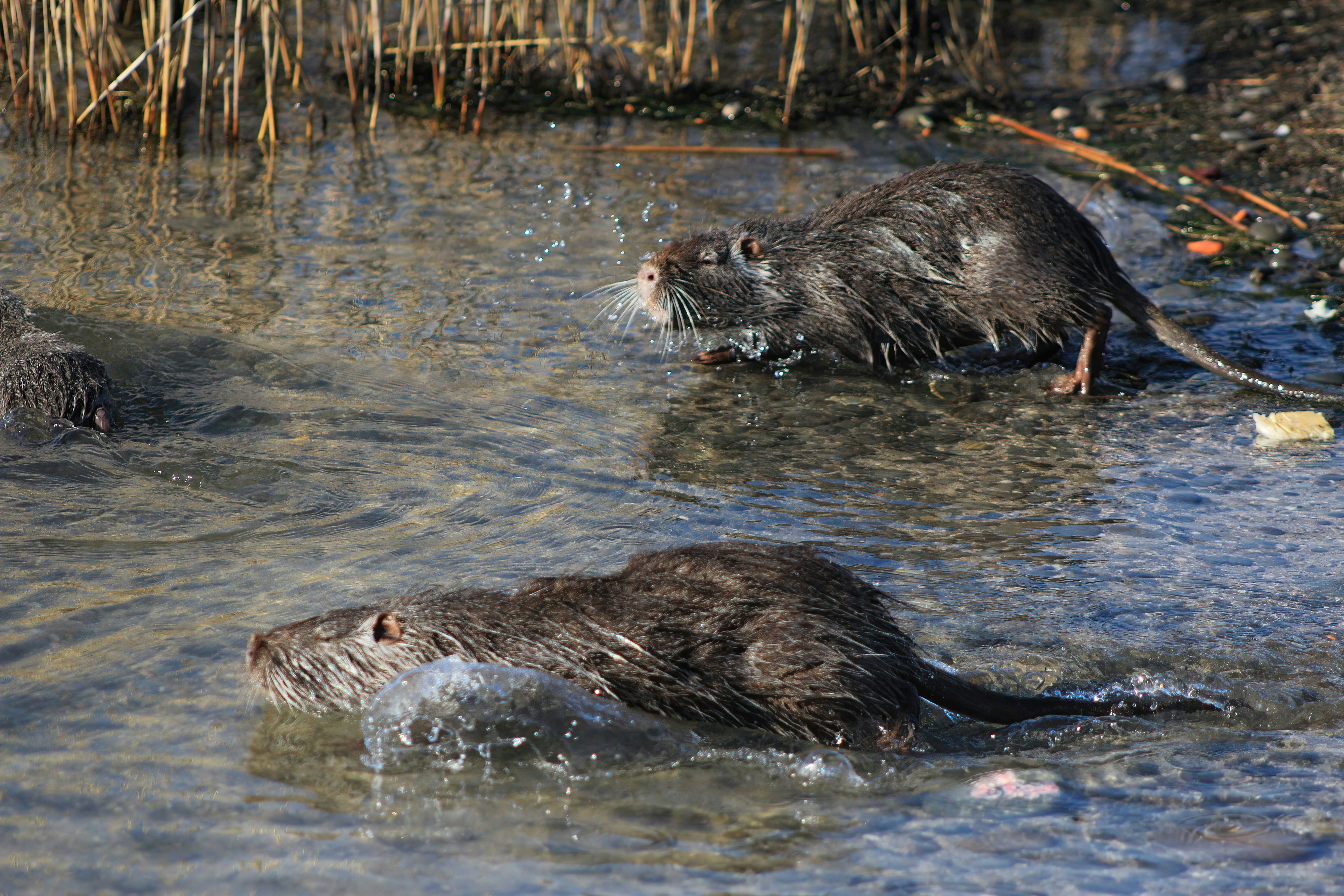 a family of beavers in their home territory water