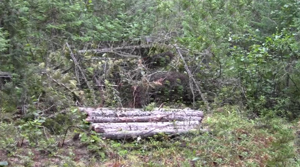 Black Bear bait site.