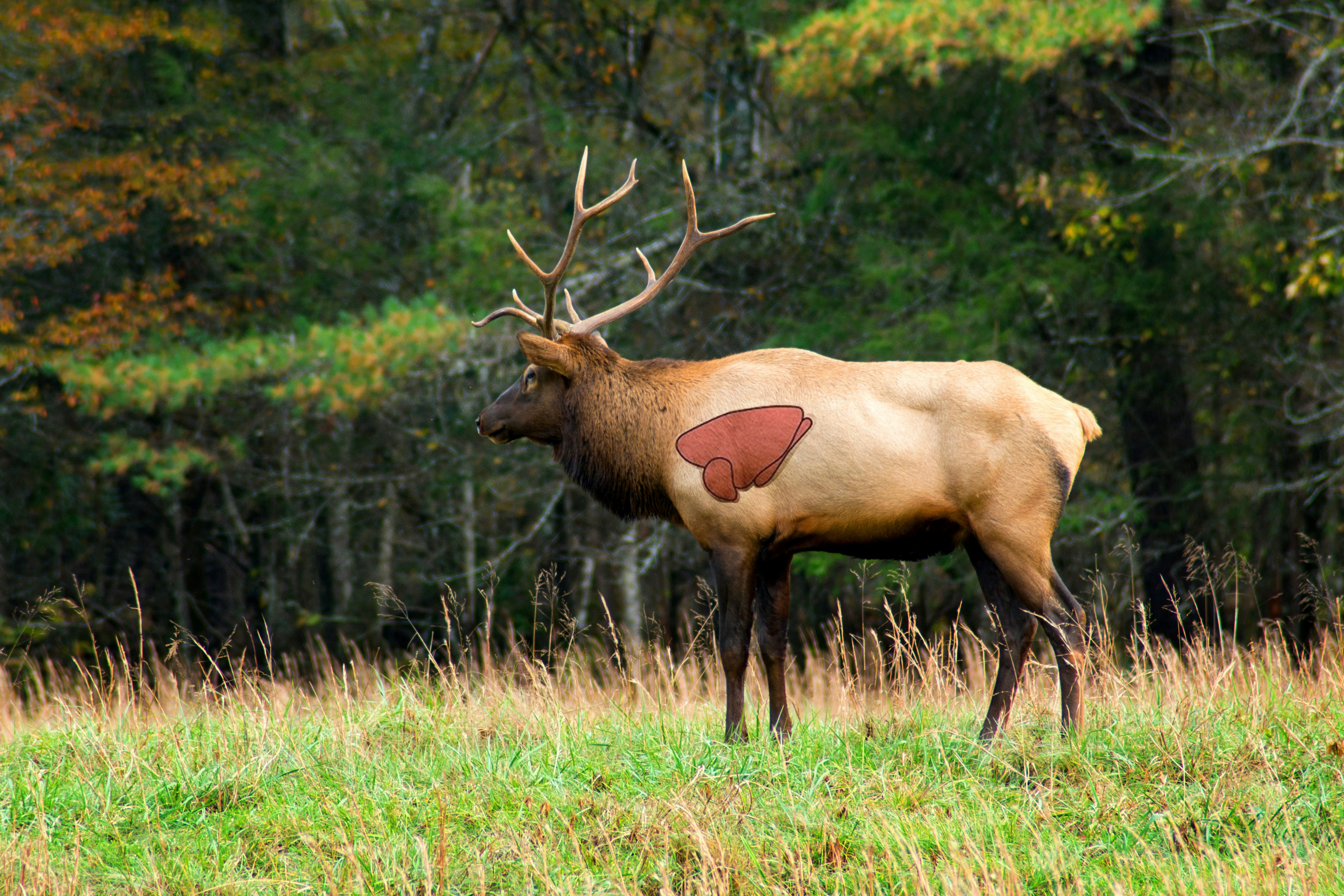 A bull elk with the vital zone highlighted