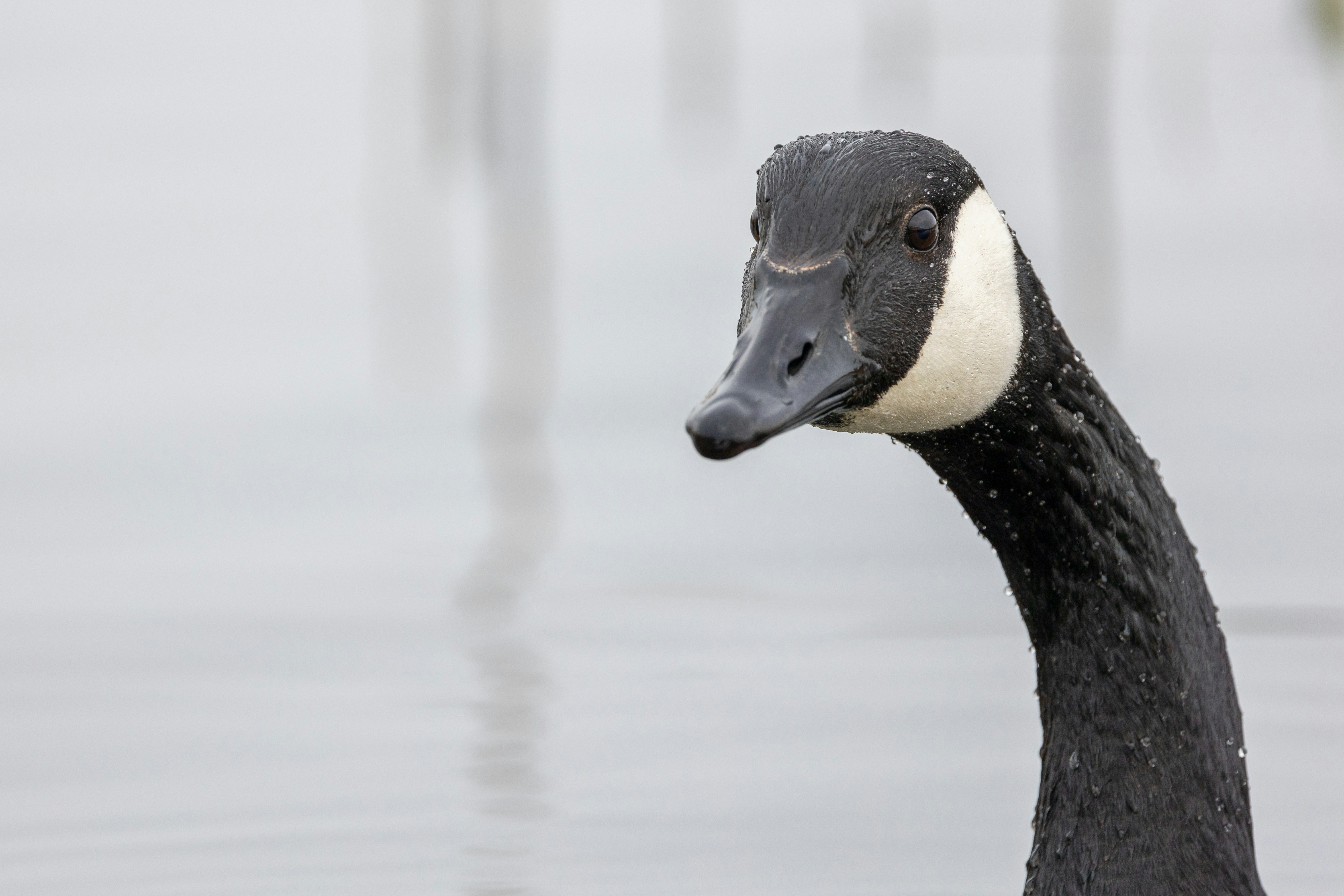 A Head and neck view of a Canada Goose.