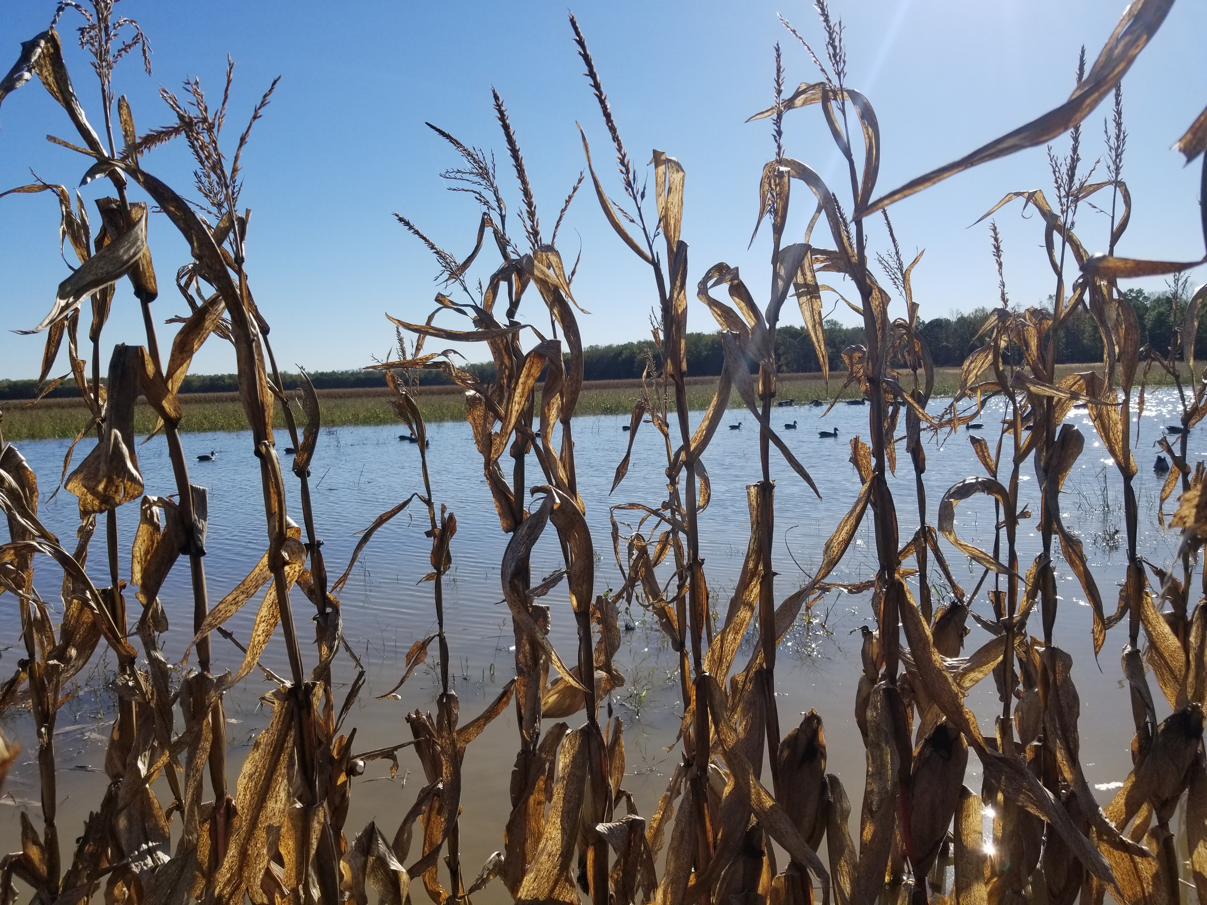 A view, from the third row of flooded corn, of duck decoys floating in the water