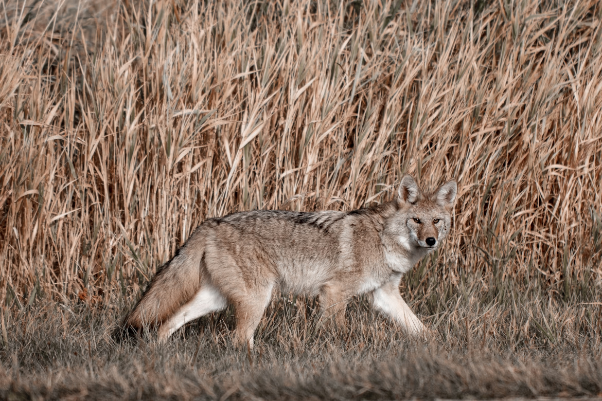 A coyote walking on the boundry edge of a farm field