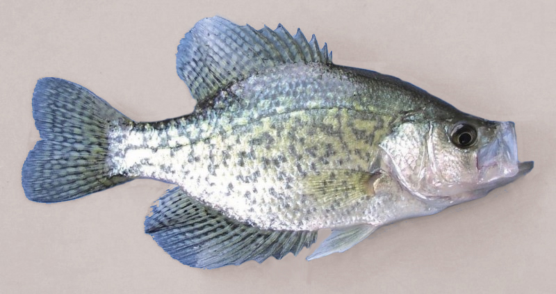 A black crappie with dark speckles being held by a Michigan angler.
