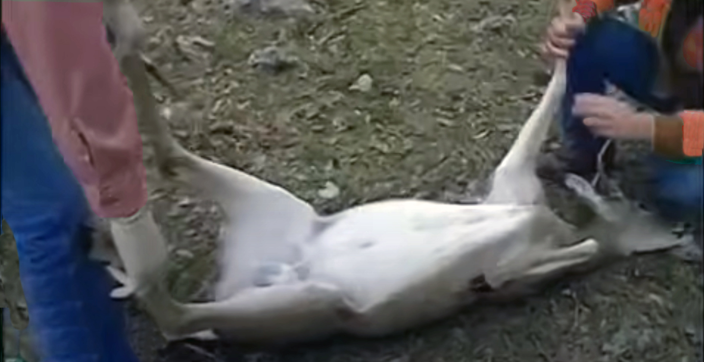 A whitetail deer being placed on its back in preparation for the first cut in field dressing.