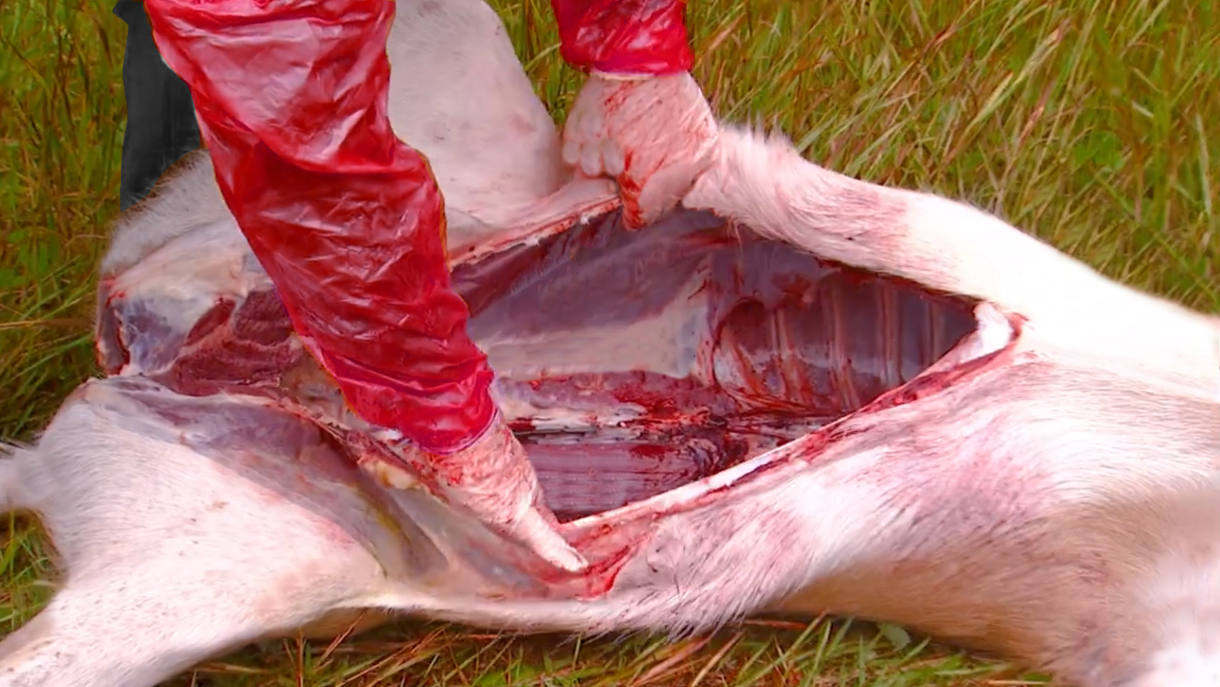 A gloved hunter spreads open the body cavity of a very cleanly field dressed deer