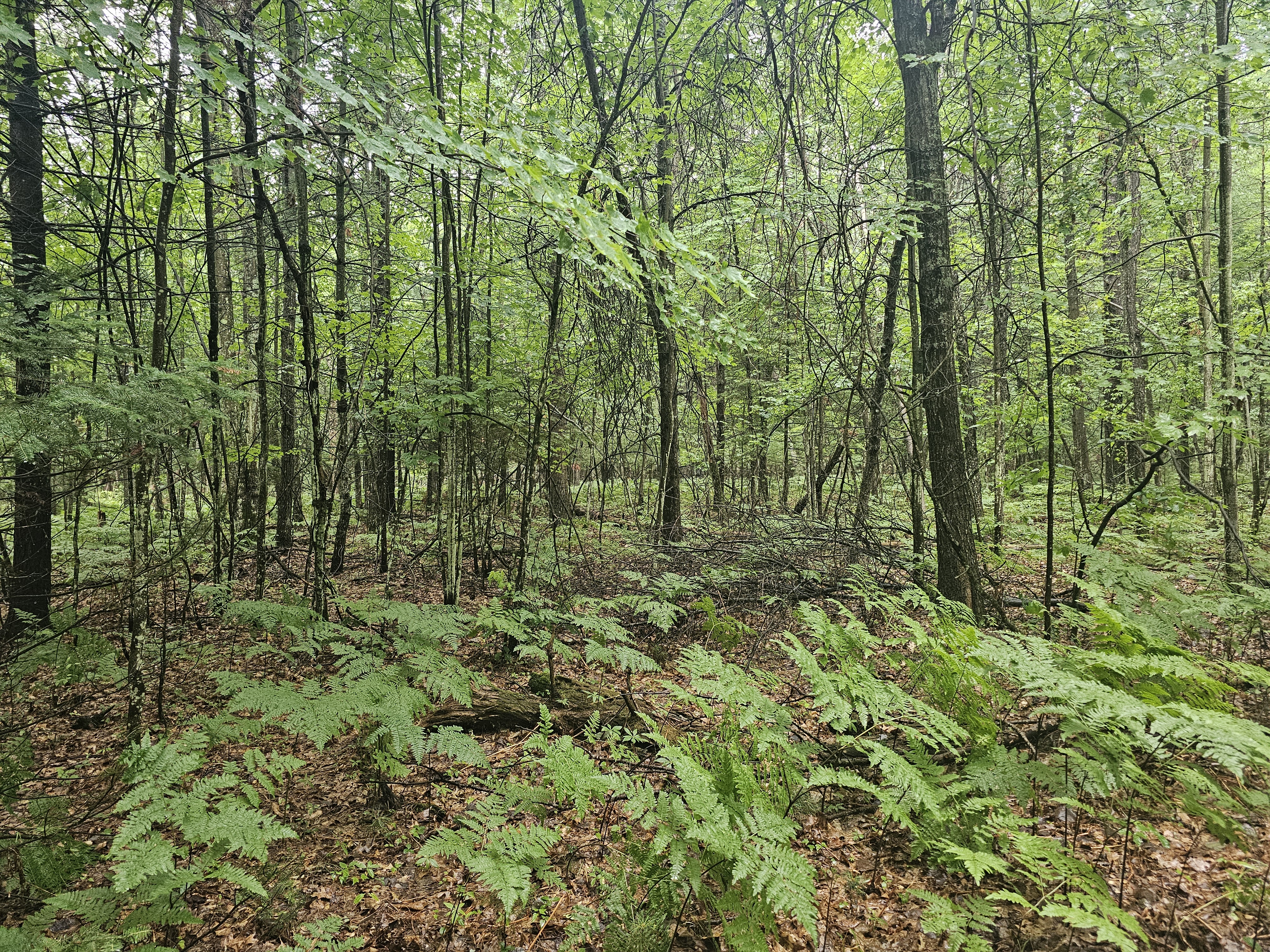 Dense forest terrain in Michigan elk hunting territory