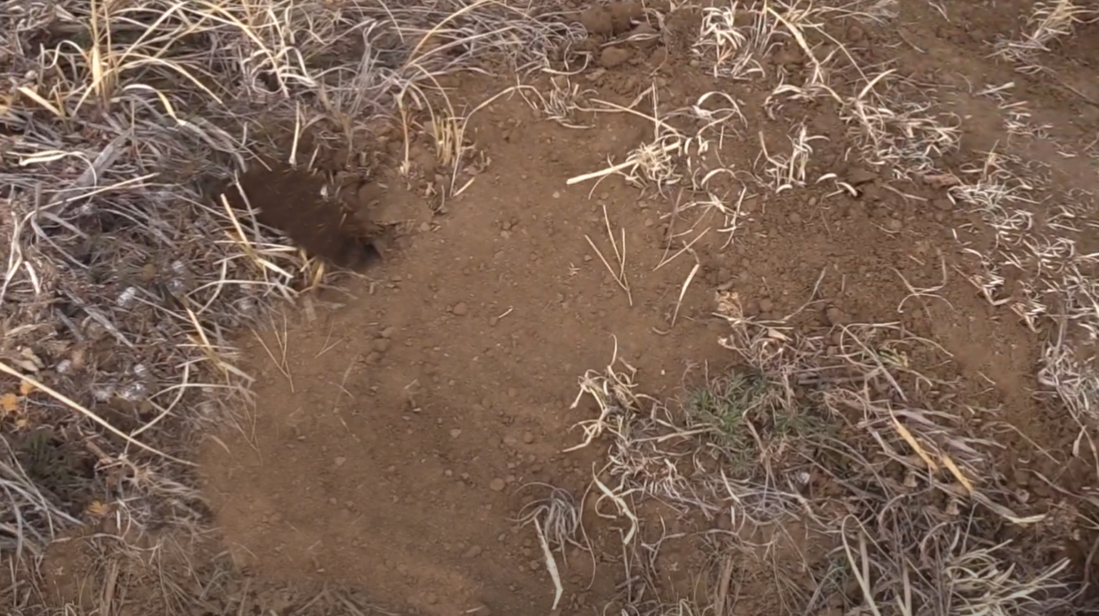 A dirt hole set with two hidden coilspring traps set at 45 degrees to the hole