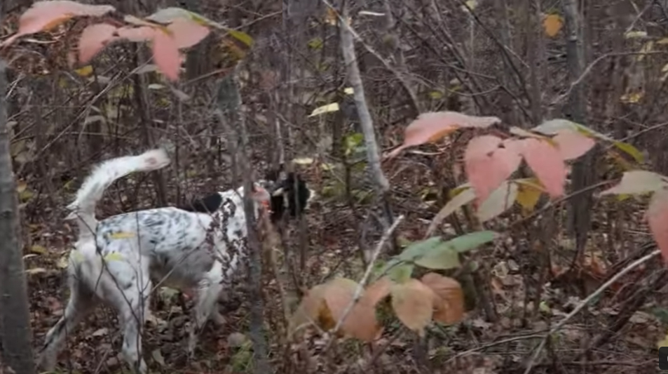 An English Setter Pointing a hidden grouse in heavy cover