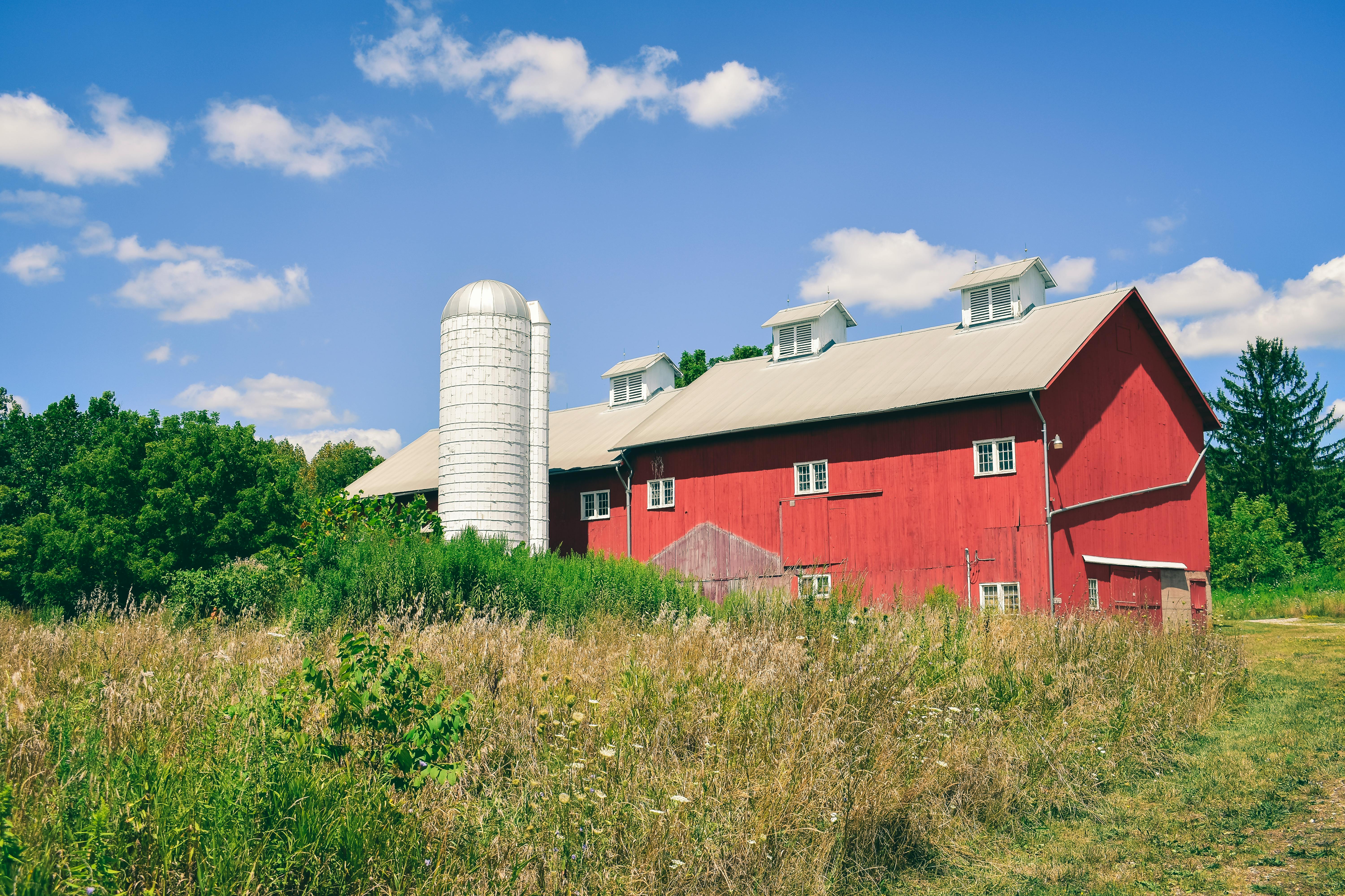 Red barn on Michigan farm where coyotes help control crop predators