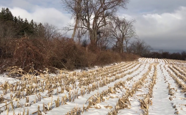 The edge of a cut cornfield that borders a thick, vegetative woodlot