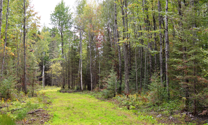 A GEMS trail created by the Michigan DNR
