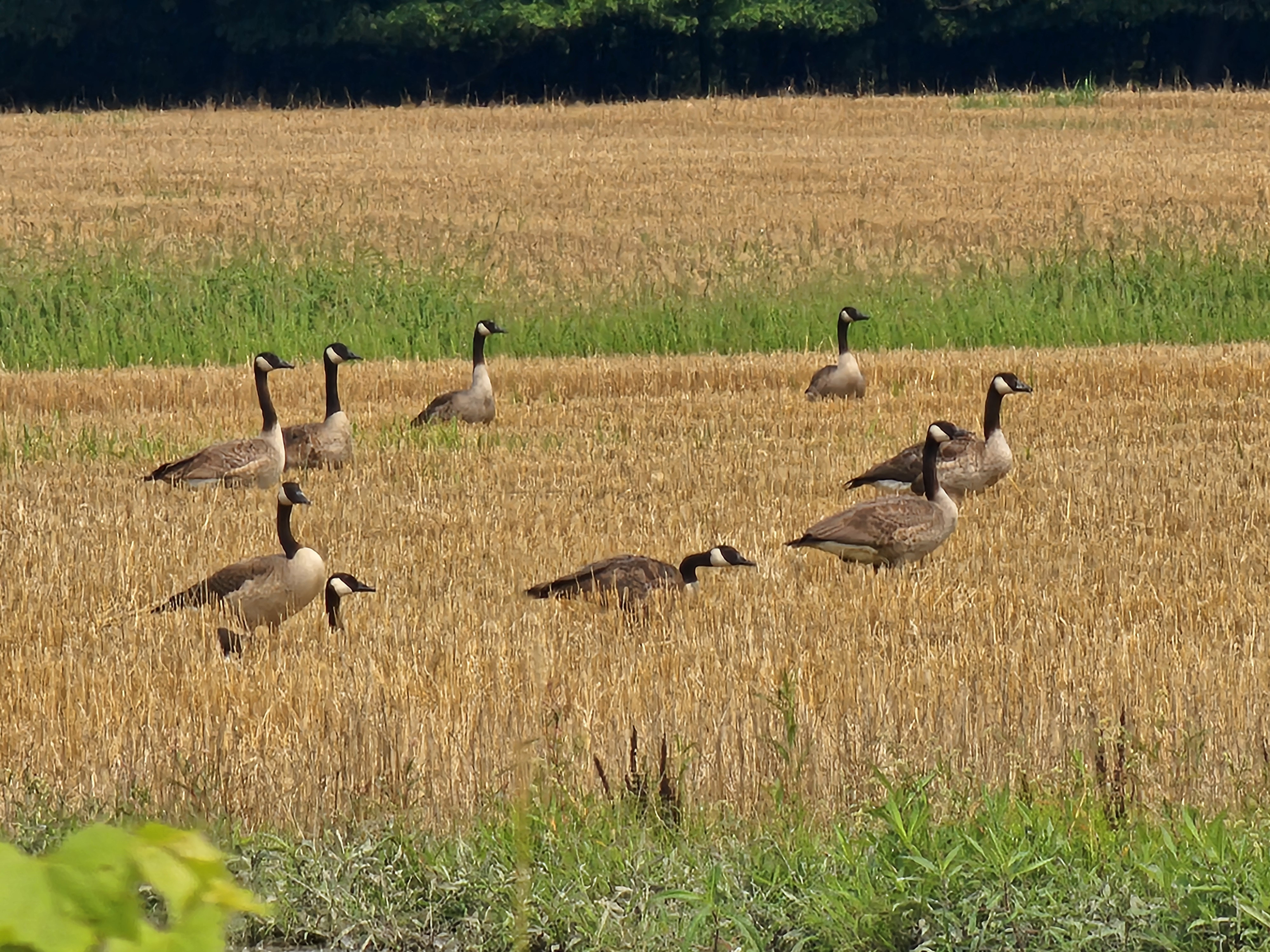 A group of Canada Geese in a wheat stubble field
