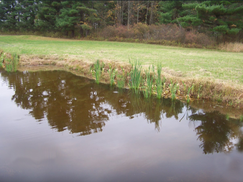 A homeowner's pond with cattails lining the shoreline.
