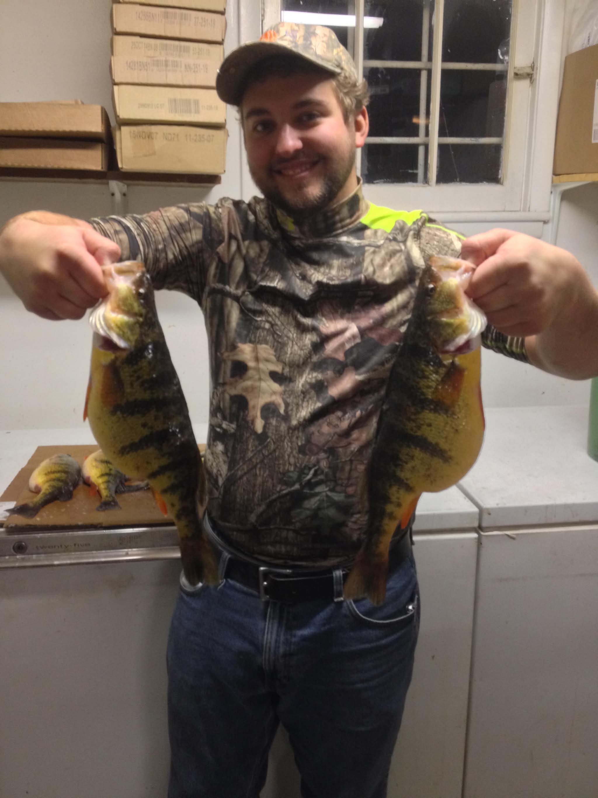 Large yellow perch with distinctive stripes held by angler