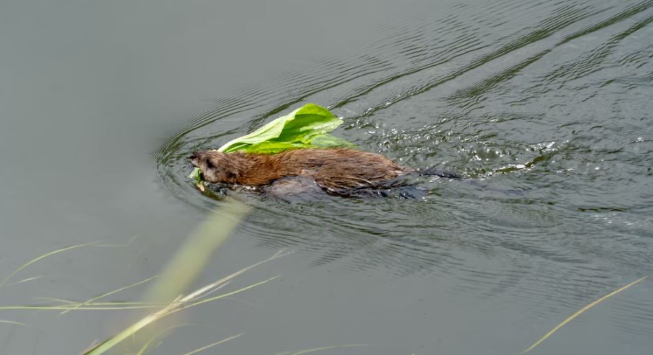 A muskrat, swimming through the water with some vegetation in its mouth