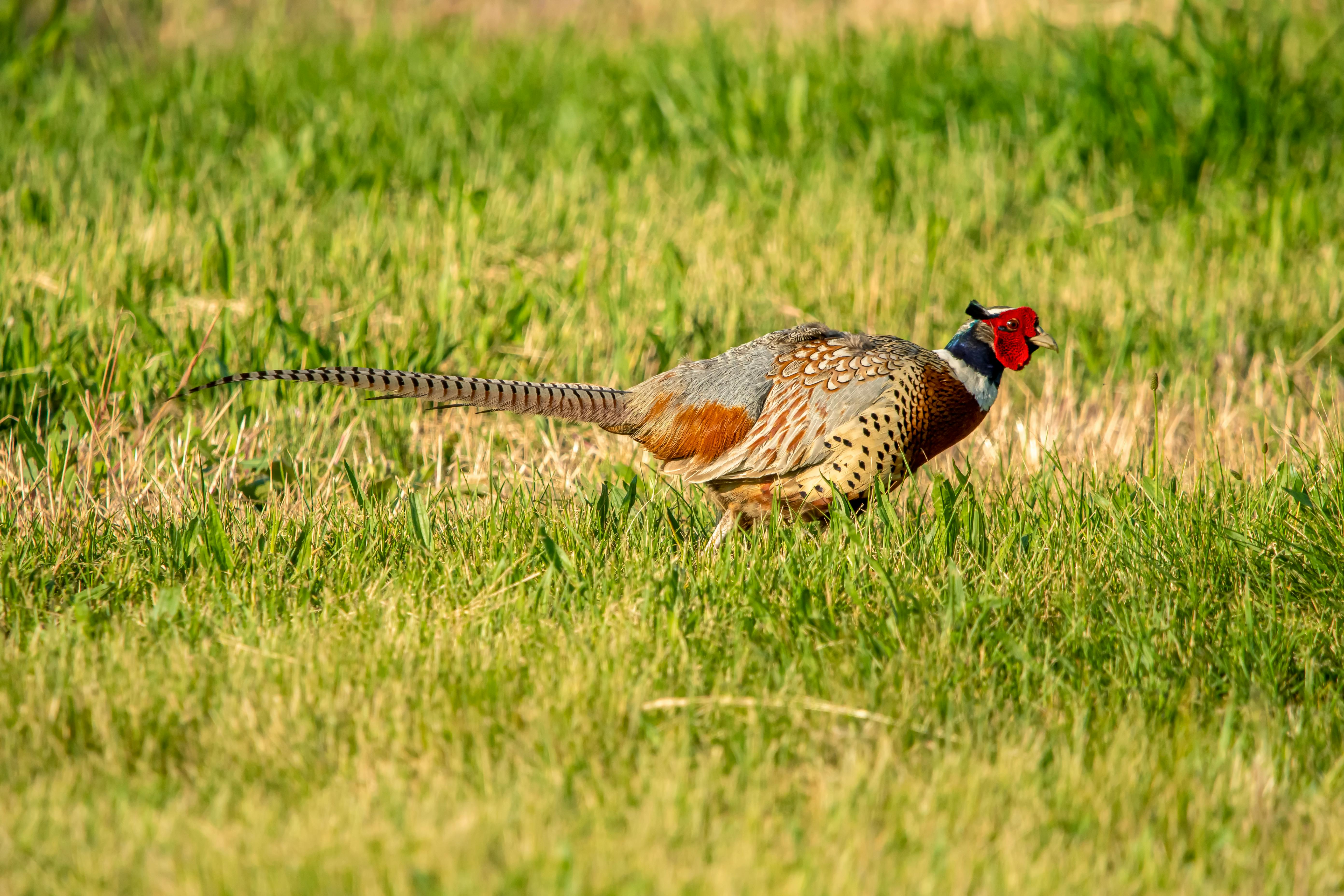 Rooster pheasant in Michigan field protected by coyote predator control