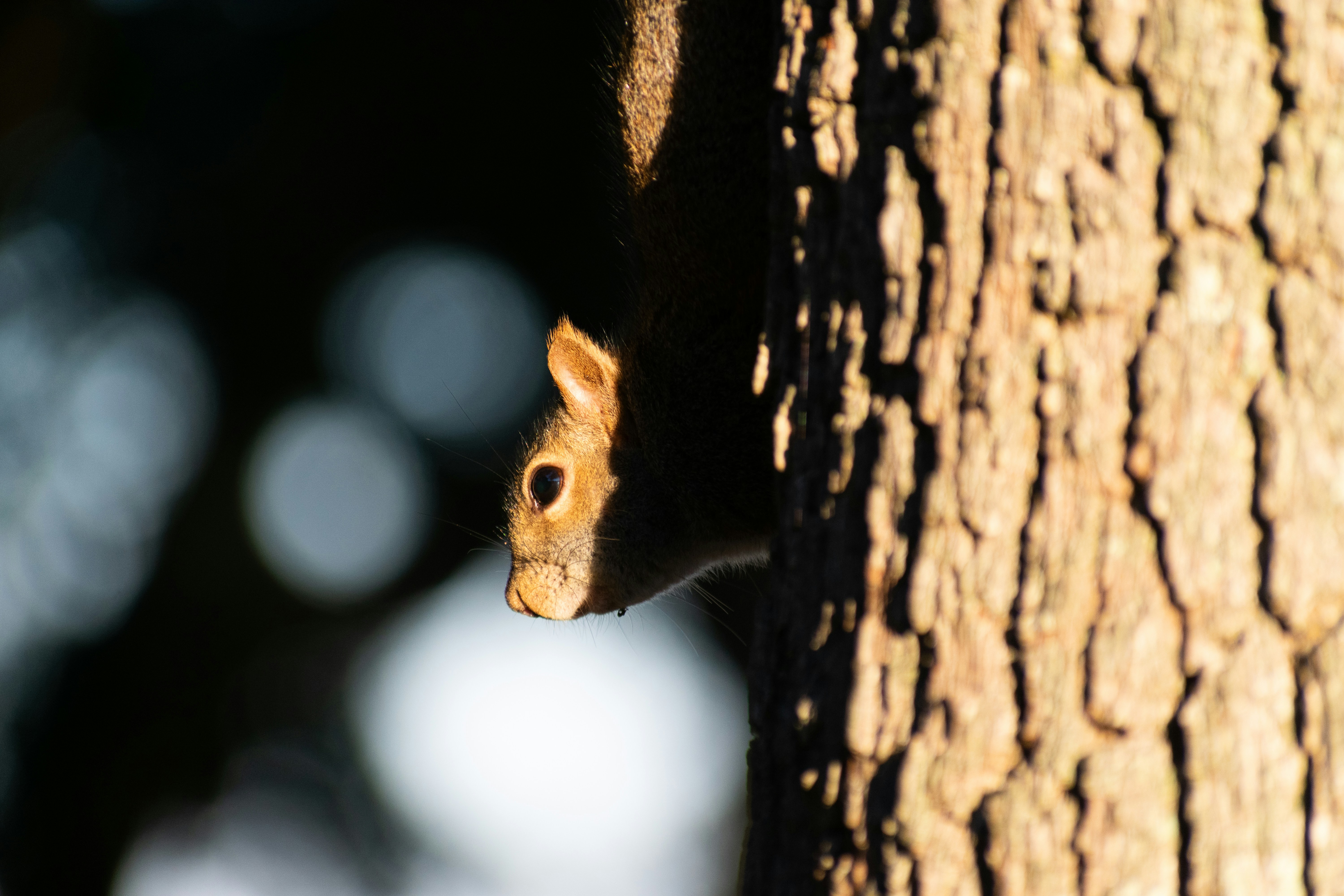 A squirrel that's barely visible because of the shadows that the sun and trees provide