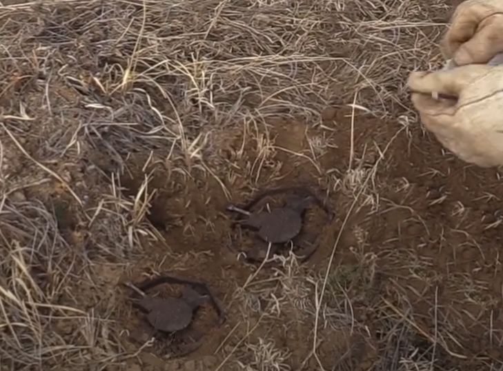 two coilspring traps embedded in the dirt at 45 degree angles to the dirt hole
