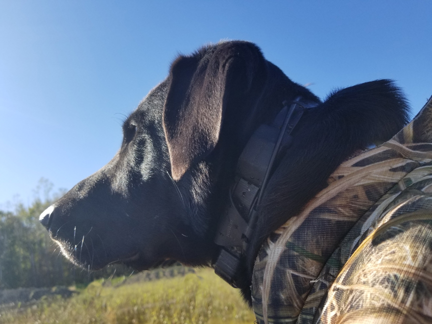 A Labrador Retriever watching for turkeys to return