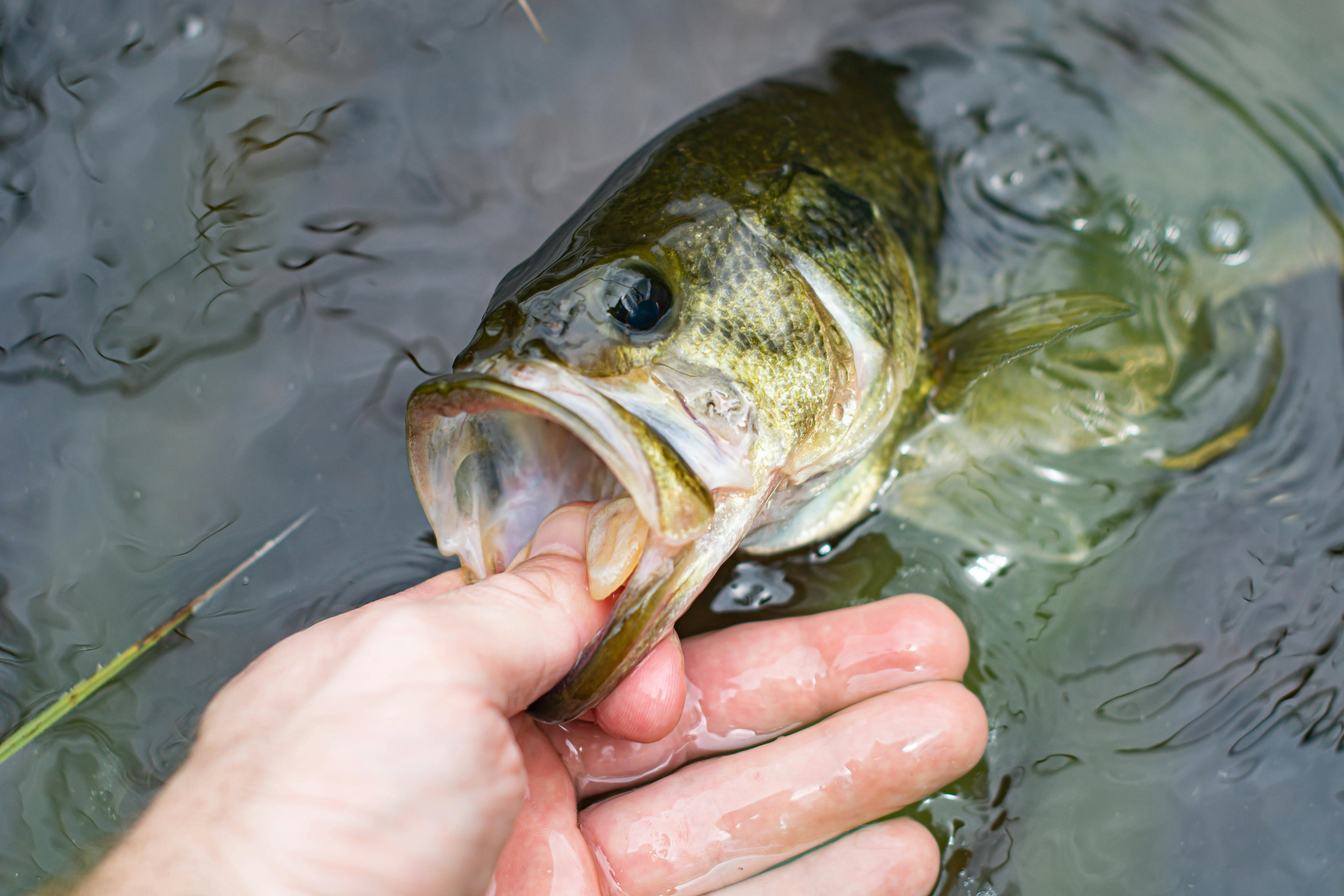 A largemouth bass being held by an angler.