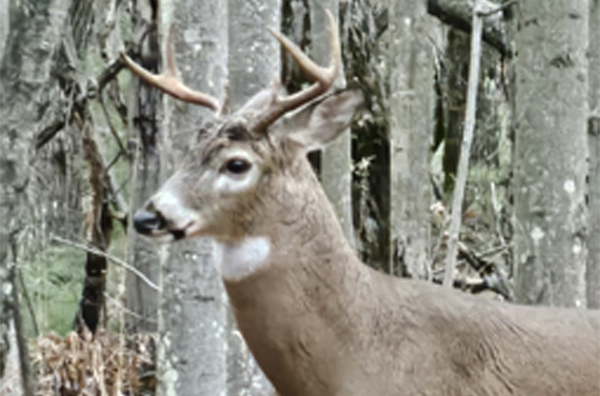 Michigan whitetail buck standing in the woods before bowhunter shot