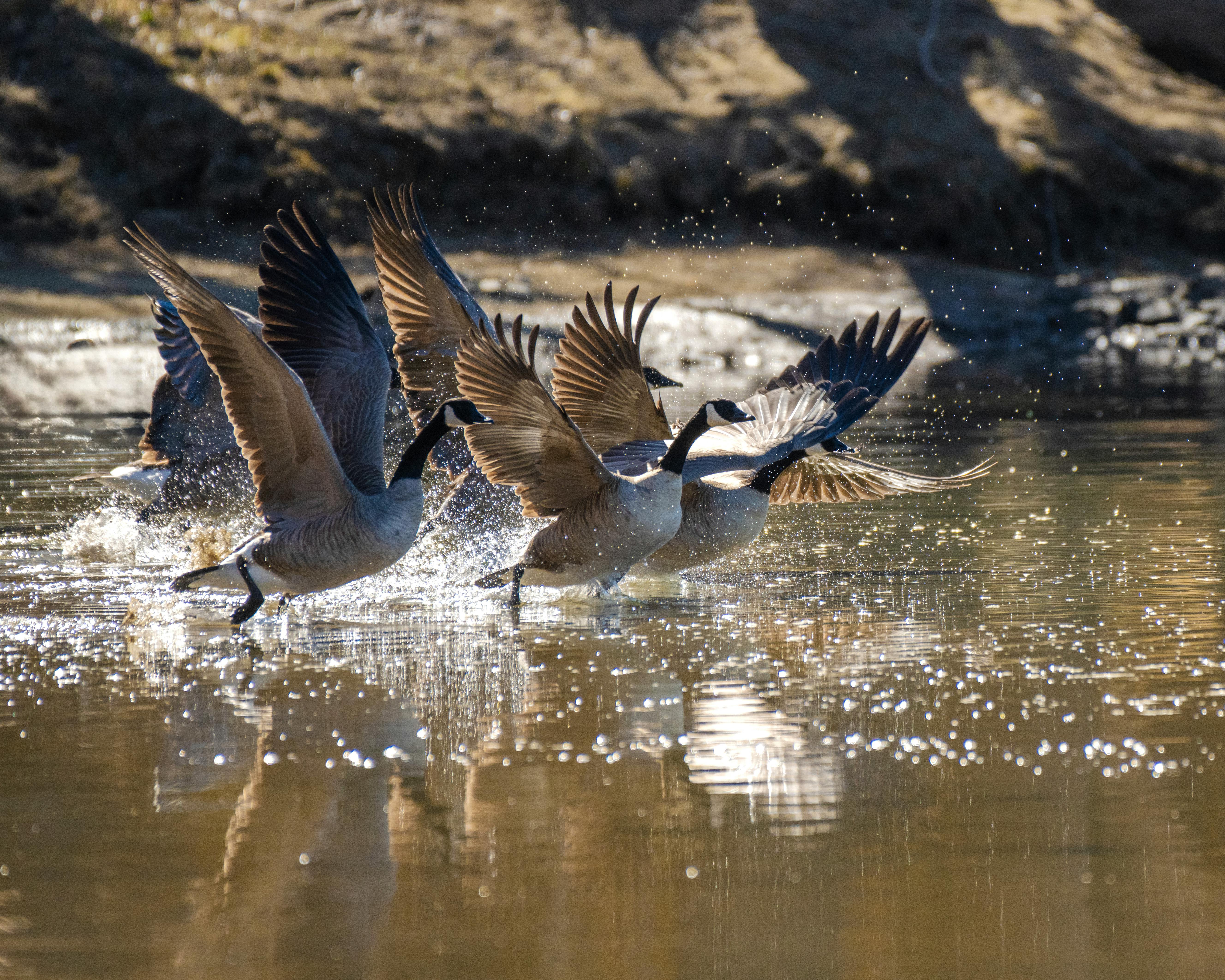 A flock of Canada geese taking to flight on the water