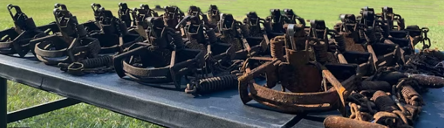 Pile of rusty neglected leg hold traps needing maintenance and repair
