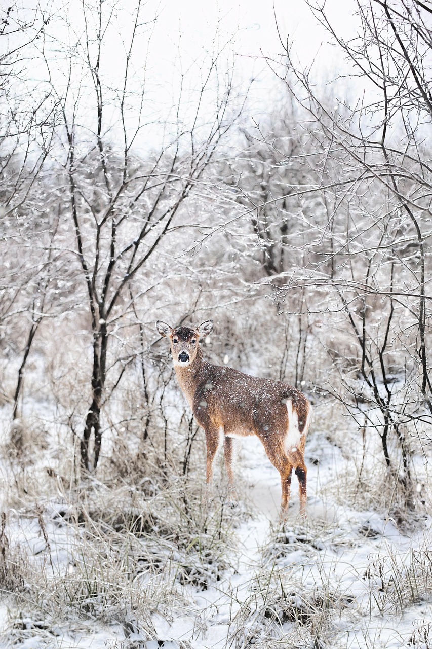 Whitetail doe in an overgrown snowy Michigan field.