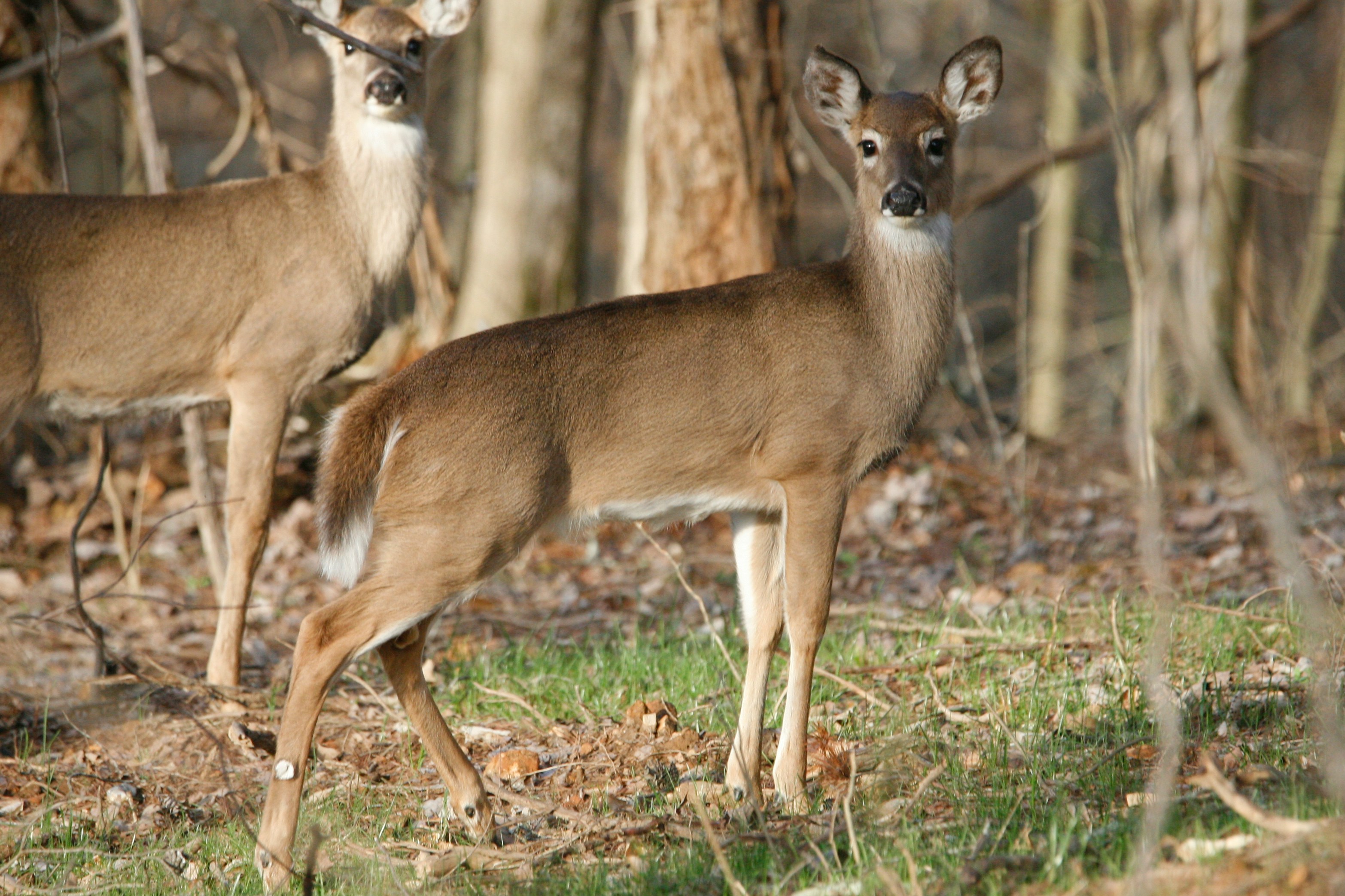 white-tailed fawn michigan